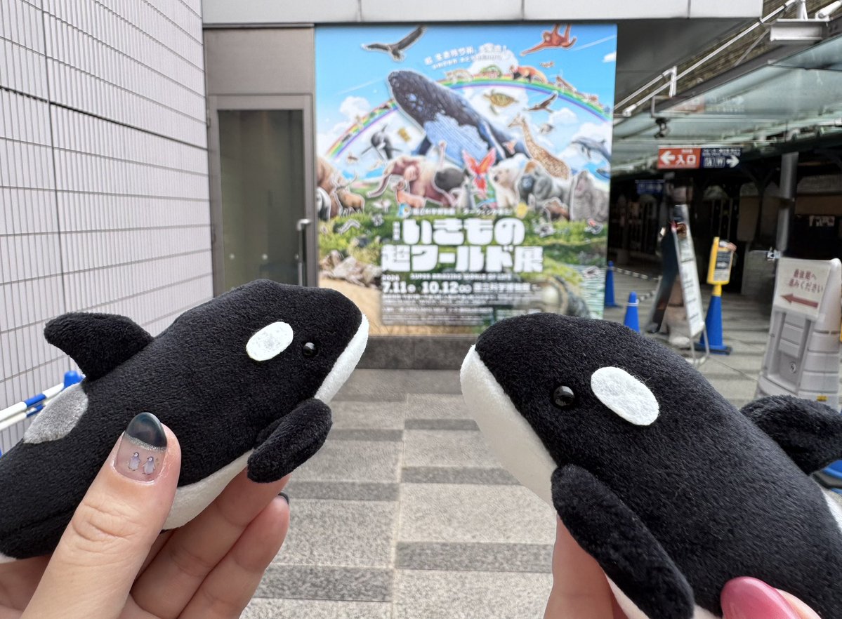 MST_2428291310's tweet photo. 本日のお出かけ。本物のシャチに会いに行くのは延期になったけど展示で見れてよかった😂国立博物館の常設展示にユキツバキの標本があった❄️🌸 https://t.co/IIF5oeHVSX