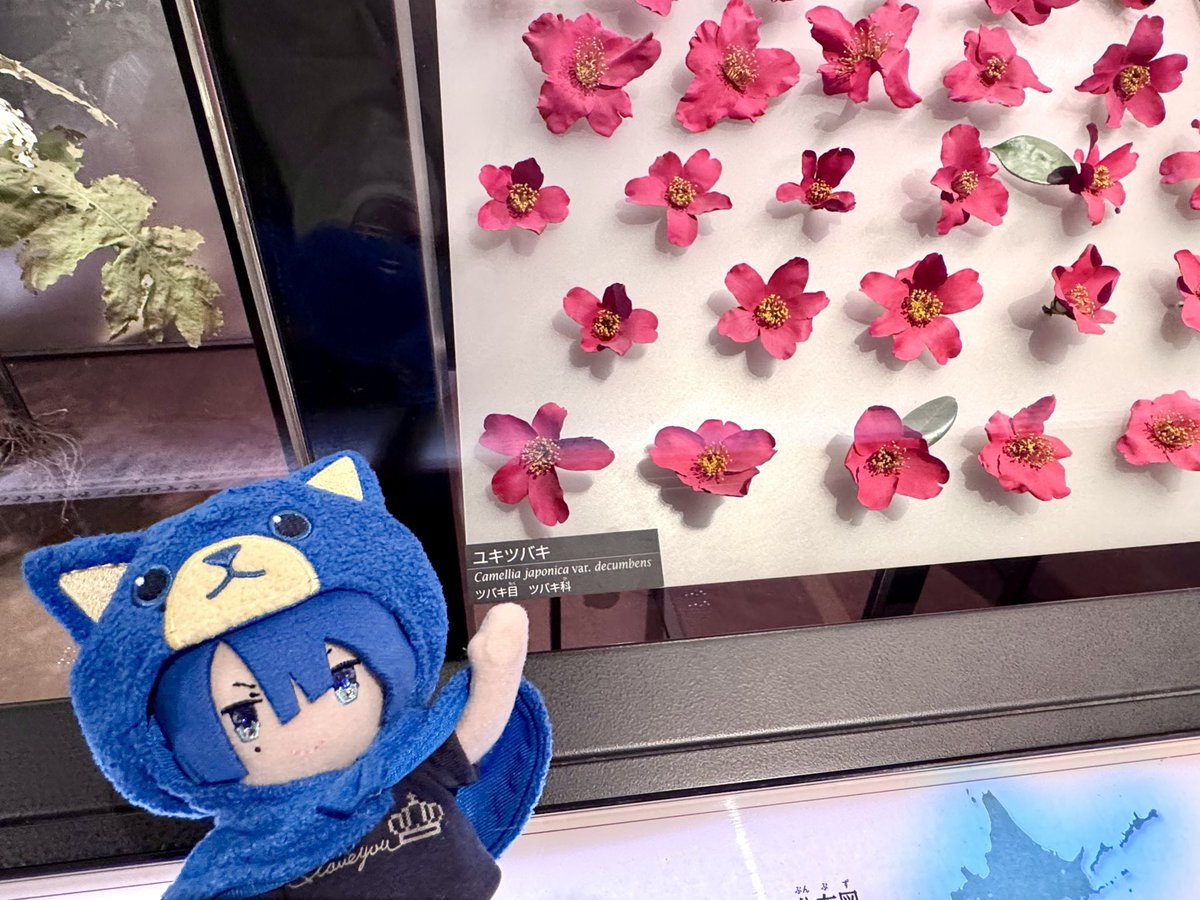 MST_2428291310's tweet photo. 本日のお出かけ。本物のシャチに会いに行くのは延期になったけど展示で見れてよかった😂国立博物館の常設展示にユキツバキの標本があった❄️🌸 https://t.co/IIF5oeHVSX