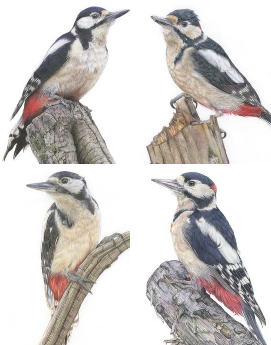 studio22artz's tweet photo. My woodpecker drawings available as fine art prints. #art #drawing #birds #woodpeckers https://t.co/jasSHn4TOc