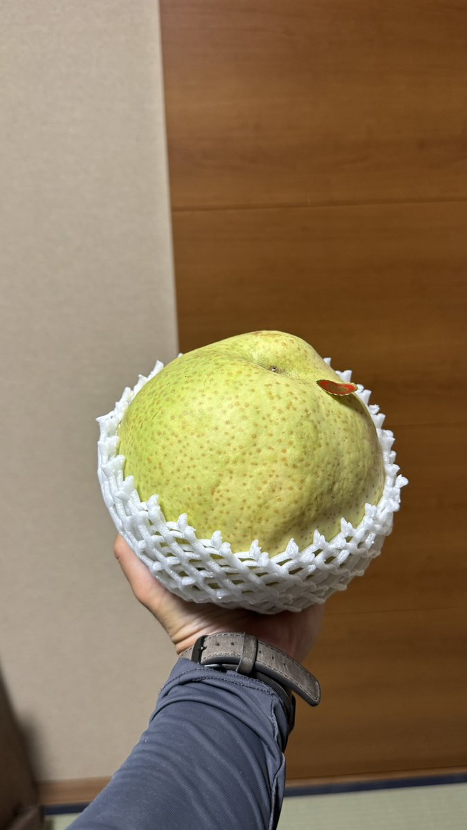 moti02moti10's tweet photo. 昨日買ったクリハラさんの所の梨食べたけどめっちゃ美味しかった！
かおりって名前だけあってすごい梨の香り
梨としてこのサイズに会ったことなくて感覚がおかしくなったw
手に乗せてみたら螺旋丸のサイズなんよ🤣 https://t.co/qVp8ypVnX4