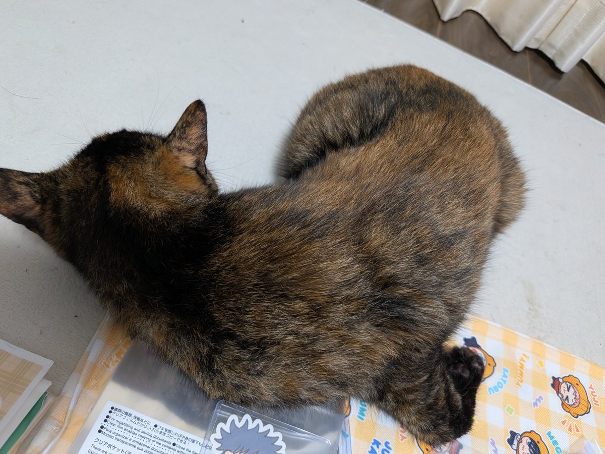53732_fstg's tweet photo. うちの猫、寝相が変 https://t.co/j2UpuiXwzL