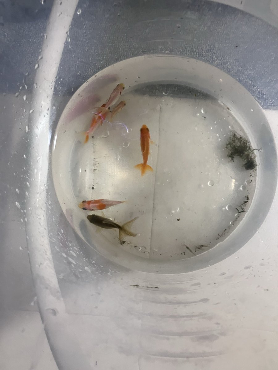dao_0136's tweet photo. 溝でめっちゃ金魚取れるんだが https://t.co/RX8Jqe5mJL