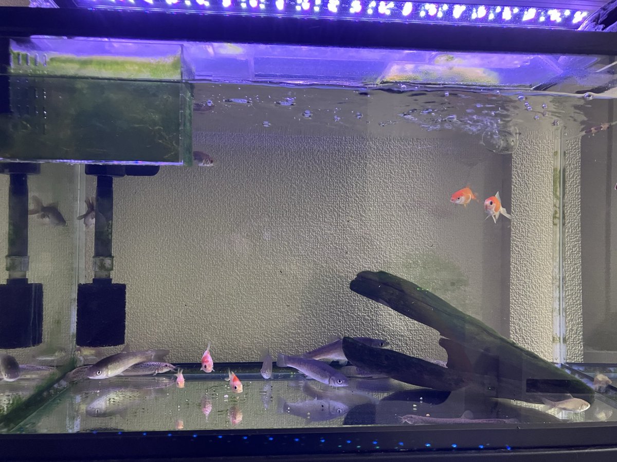 dao_0136's tweet photo. 溝でめっちゃ金魚取れるんだが https://t.co/RX8Jqe5mJL
