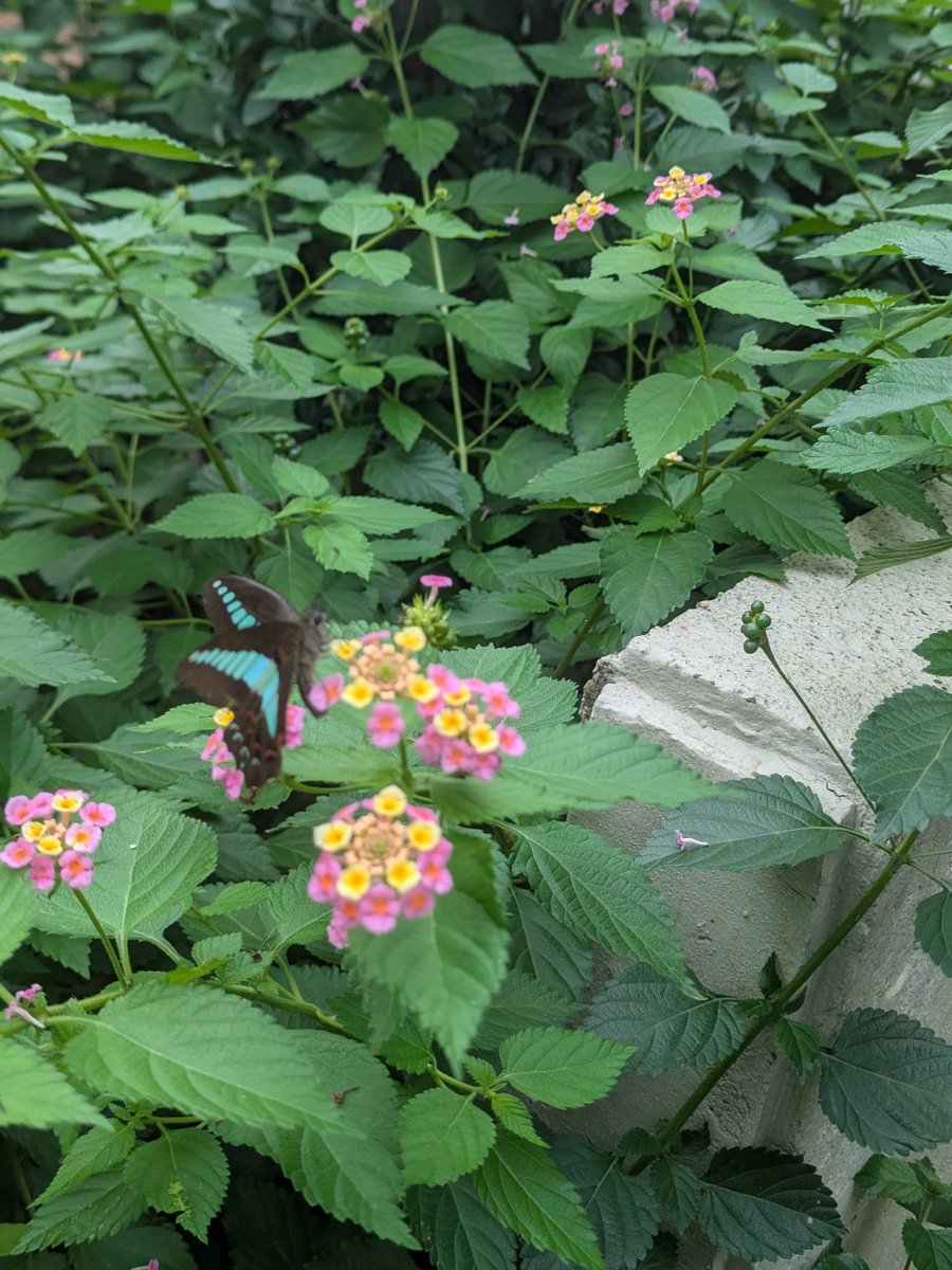umikuma758's tweet photo. 鳥さんのご機嫌の囀りが可愛かった。
アオスジアゲハ🦋が10分くらいかな
僕と鳥さんの近くで舞っていました。
鳥さんが🦋に話しかけていた🤭
こんな素敵な時間が流れしまうのが
寂しいなって思う🌿🦋🌿🐻🐦💕
優しさのある環境が増えるといいな。 https://t.co/yJKlrRL6xf