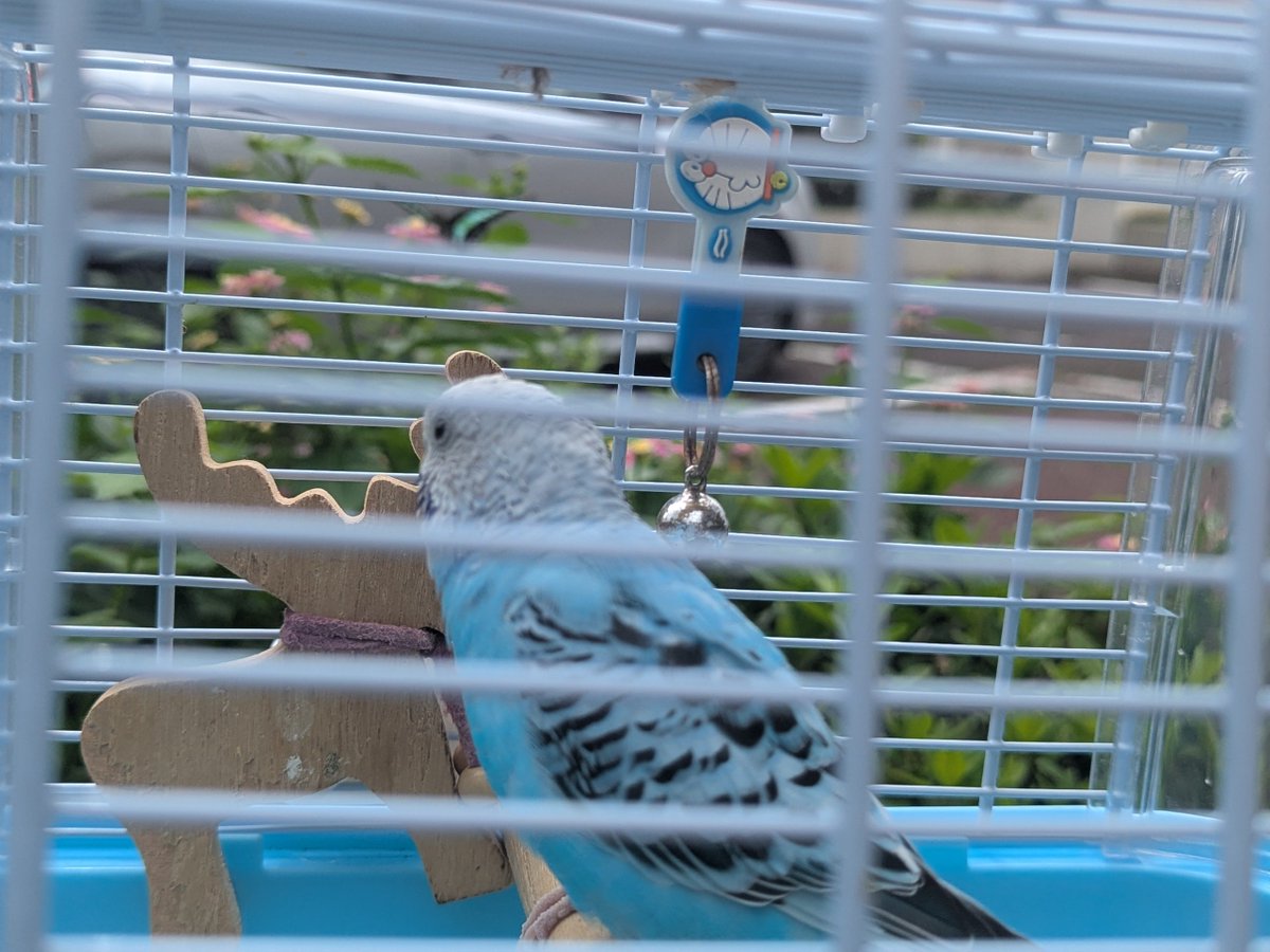 umikuma758's tweet photo. 鳥さんのご機嫌の囀りが可愛かった。
アオスジアゲハ🦋が10分くらいかな
僕と鳥さんの近くで舞っていました。
鳥さんが🦋に話しかけていた🤭
こんな素敵な時間が流れしまうのが
寂しいなって思う🌿🦋🌿🐻🐦💕
優しさのある環境が増えるといいな。 https://t.co/yJKlrRL6xf