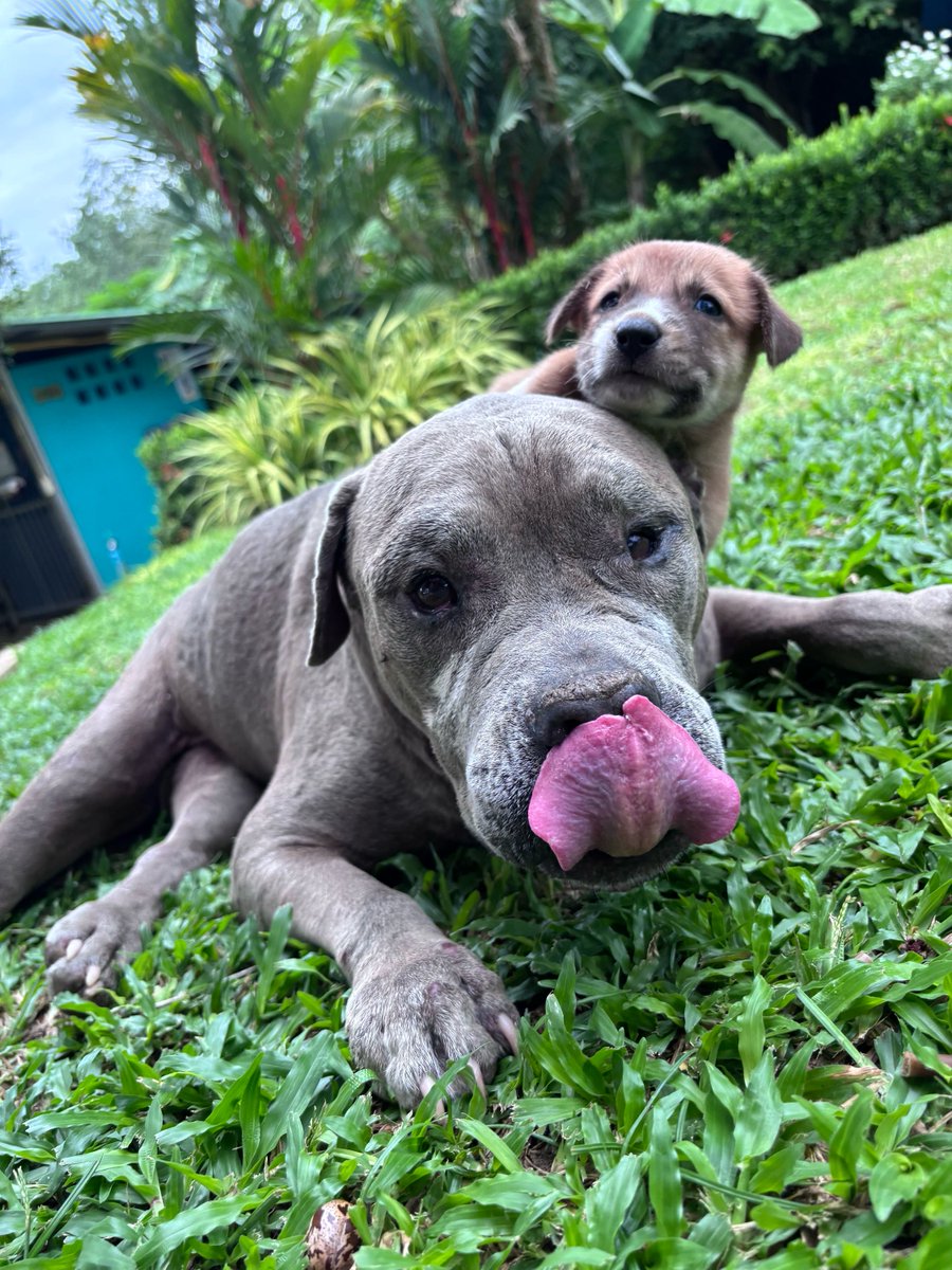 wearehappydoggo's tweet photo. Recovering from a severe dog attack takes more than just physical healing, it takes mental healing too. We are doing everything we can to keep Mr Big’s spirits up, and today, we brought in some special little helpers. We treated him to a puppy retreat, and he enjoyed every single minute of playtime with the babies. Seeing him light up and soak up their playful energy is exactly the kind of medicine he needs right now. Keep going, Mr Big, we are with you every step of the way! 🩷
