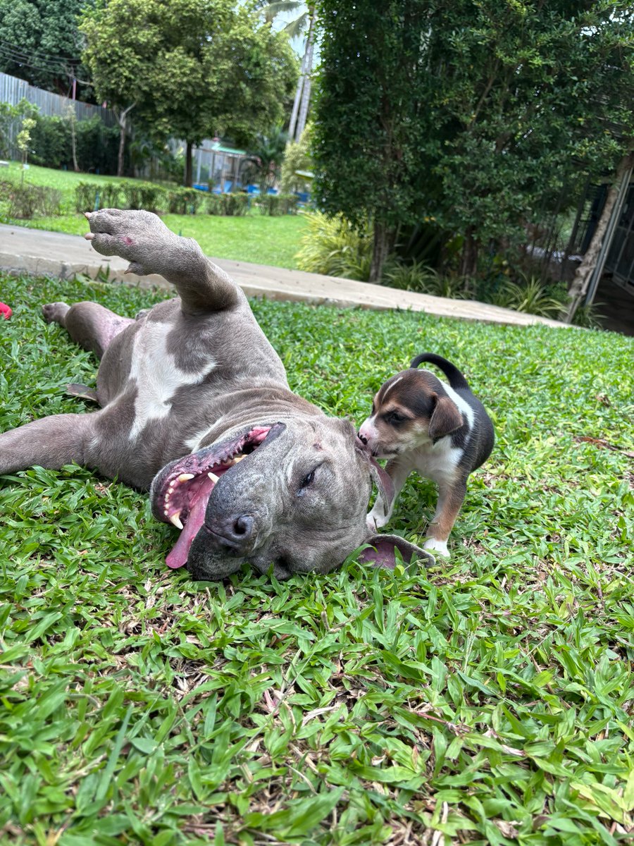 wearehappydoggo's tweet photo. Recovering from a severe dog attack takes more than just physical healing, it takes mental healing too. We are doing everything we can to keep Mr Big’s spirits up, and today, we brought in some special little helpers. We treated him to a puppy retreat, and he enjoyed every single minute of playtime with the babies. Seeing him light up and soak up their playful energy is exactly the kind of medicine he needs right now. Keep going, Mr Big, we are with you every step of the way! 🩷