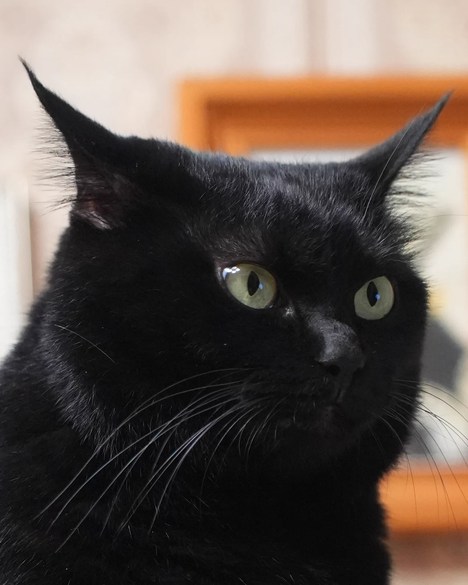 黒猫つくねちゃん太しっぽ on X: 