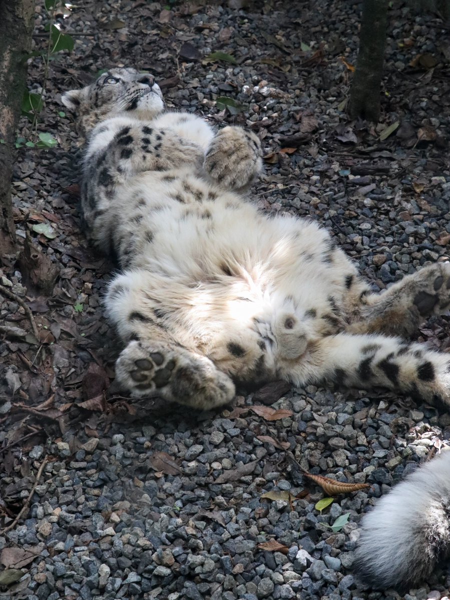 black03_white03's tweet photo. これでも立派なユキヒョウ😂

#いしかわ動物園 #ユキヒョウ #スカイ
📷260925 https://t.co/4C8FOHvGSR