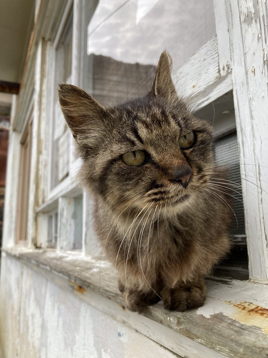 kuronekotashiro's tweet photo. こちらもどうぞ🐈

#田代島クロネコ堂 #猫島 #tashirojima #catisland #CatsOnX #CatsOfX #cat #cats https://t.co/HgPRZ924Pi