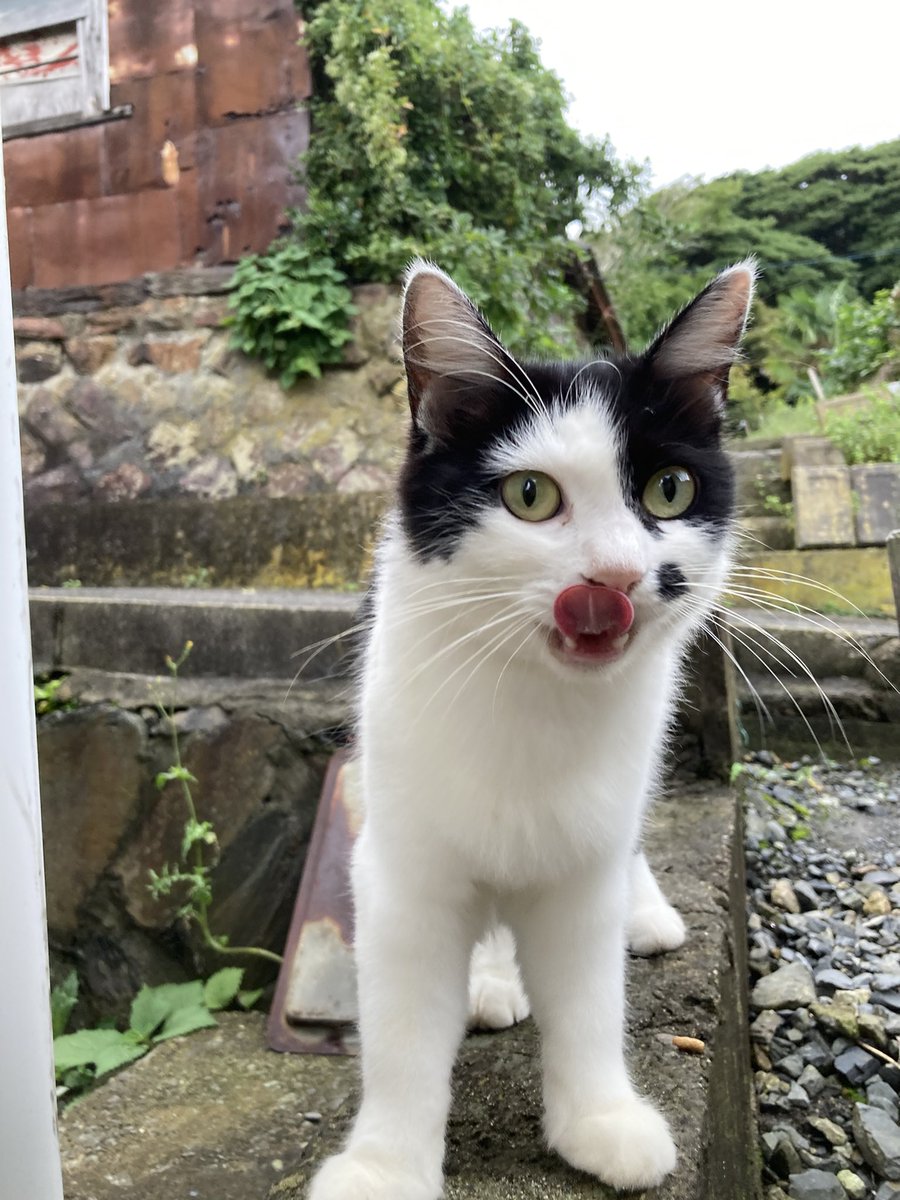 kuronekotashiro's tweet photo. こちらもどうぞ🐈

#田代島クロネコ堂 #猫島 #tashirojima #catisland #CatsOnX #CatsOfX #cat #cats https://t.co/HgPRZ924Pi