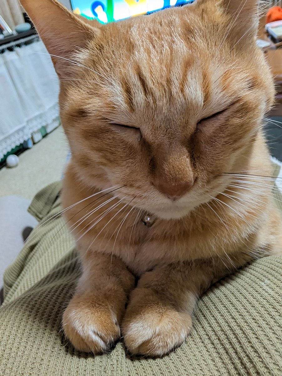 purinlala's tweet photo. おててまえまえ https://t.co/igx2wQUmOt