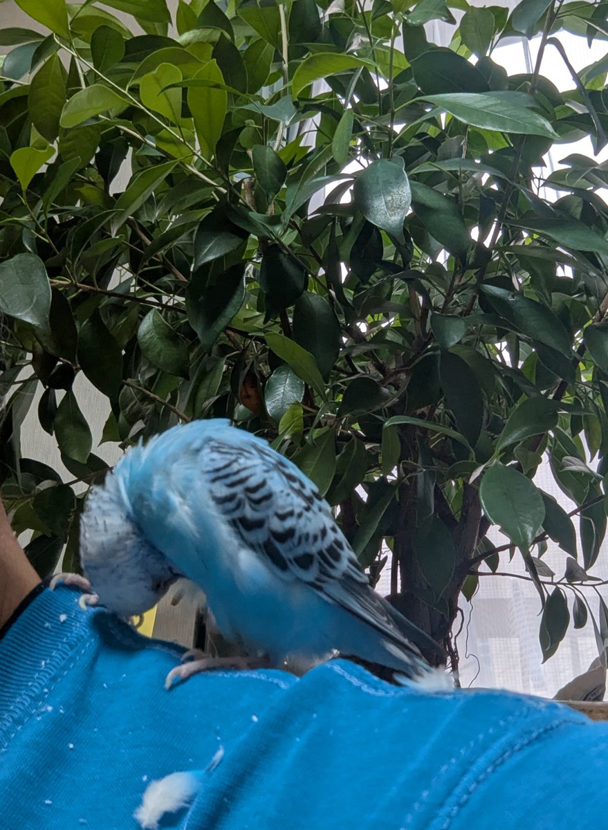 umikuma758's tweet photo. 鳥さん、いつも僕のことを
心配してくれてありがとう。
鳥さんの幸せが僕の幸せ😊
今日も小さな喜び見つけた。
一緒に見つけた🐻🫶🐦💕 https://t.co/4W6Xxy6kUW