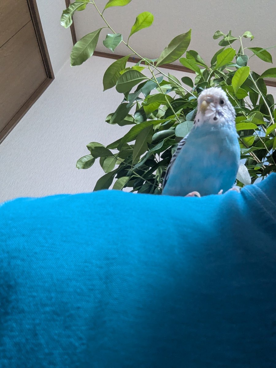 umikuma758's tweet photo. 鳥さん、いつも僕のことを
心配してくれてありがとう。
鳥さんの幸せが僕の幸せ😊
今日も小さな喜び見つけた。
一緒に見つけた🐻🫶🐦💕 https://t.co/4W6Xxy6kUW