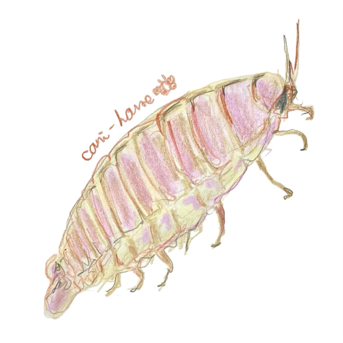 cani_house's tweet photo. #おっきーいダンゴムシ

#スケッチ　#イラスト　#アナログイラスト
#色鉛筆　#毎日投稿　#ダイオウグソクムシ　#等脚目　#深海のダンゴムシ　#最長5年の断食 https://t.co/nKd7jln5W6