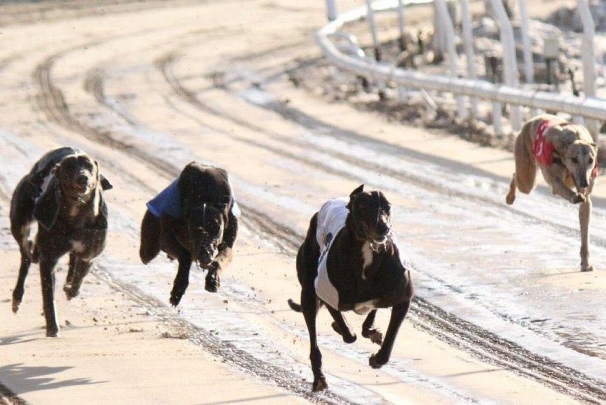StarSports_Bet's tweet photo. 🐕 We're back up with prices for our two big competitions!

➤ Star Sports Welsh Greyhound Derby Final @TheValleyTrack

➤ Star Sports Stewards Cup @Star_Pelaw

Click or tap the link below to bet:

https://t.co/OKlCTkF5cF

18+ | GambleAware https://t.co/X9108aPADX