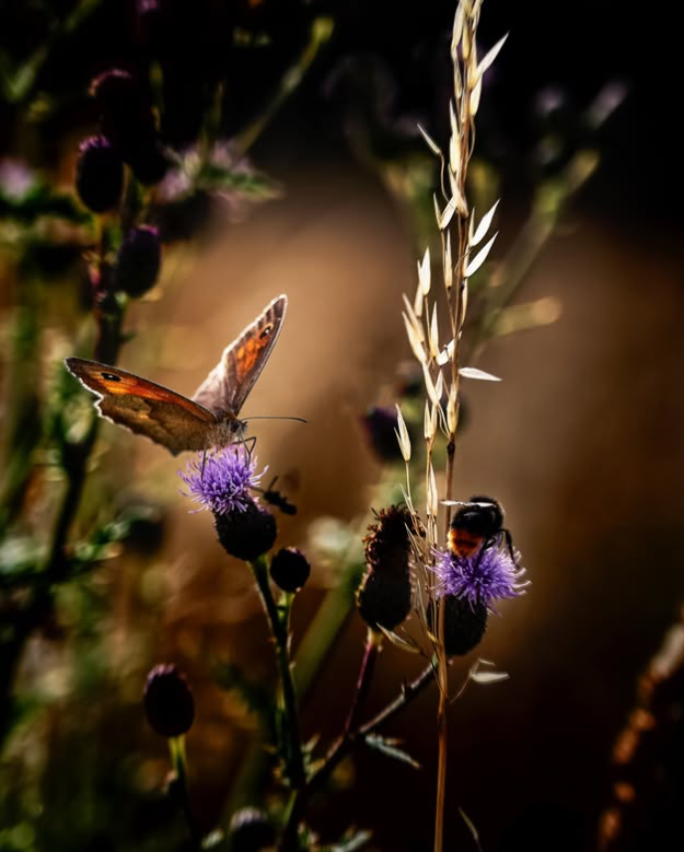 madrugada_m's tweet photo. Schläft ein Lied in allen Dingen,
die da träumen fort und fort, 
und die Welt hebt an zu singen, 
triffst du nur das Zauberwort.

Joseph von Eichendorff
aus: Wünschelrute https://t.co/sgQFVJ2H50