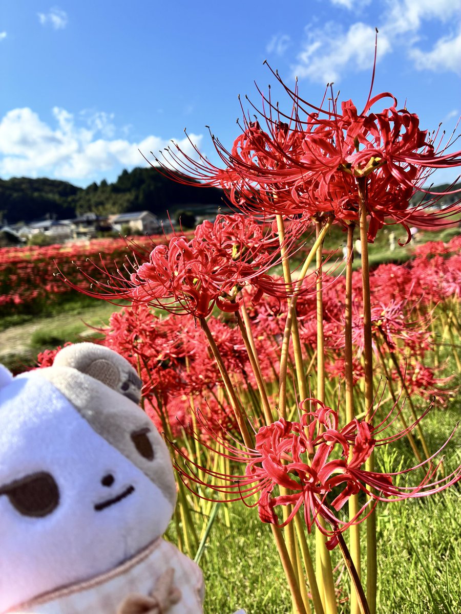 9ccHmof's tweet photo. 彼岸花 https://t.co/PDiSqyIqJT