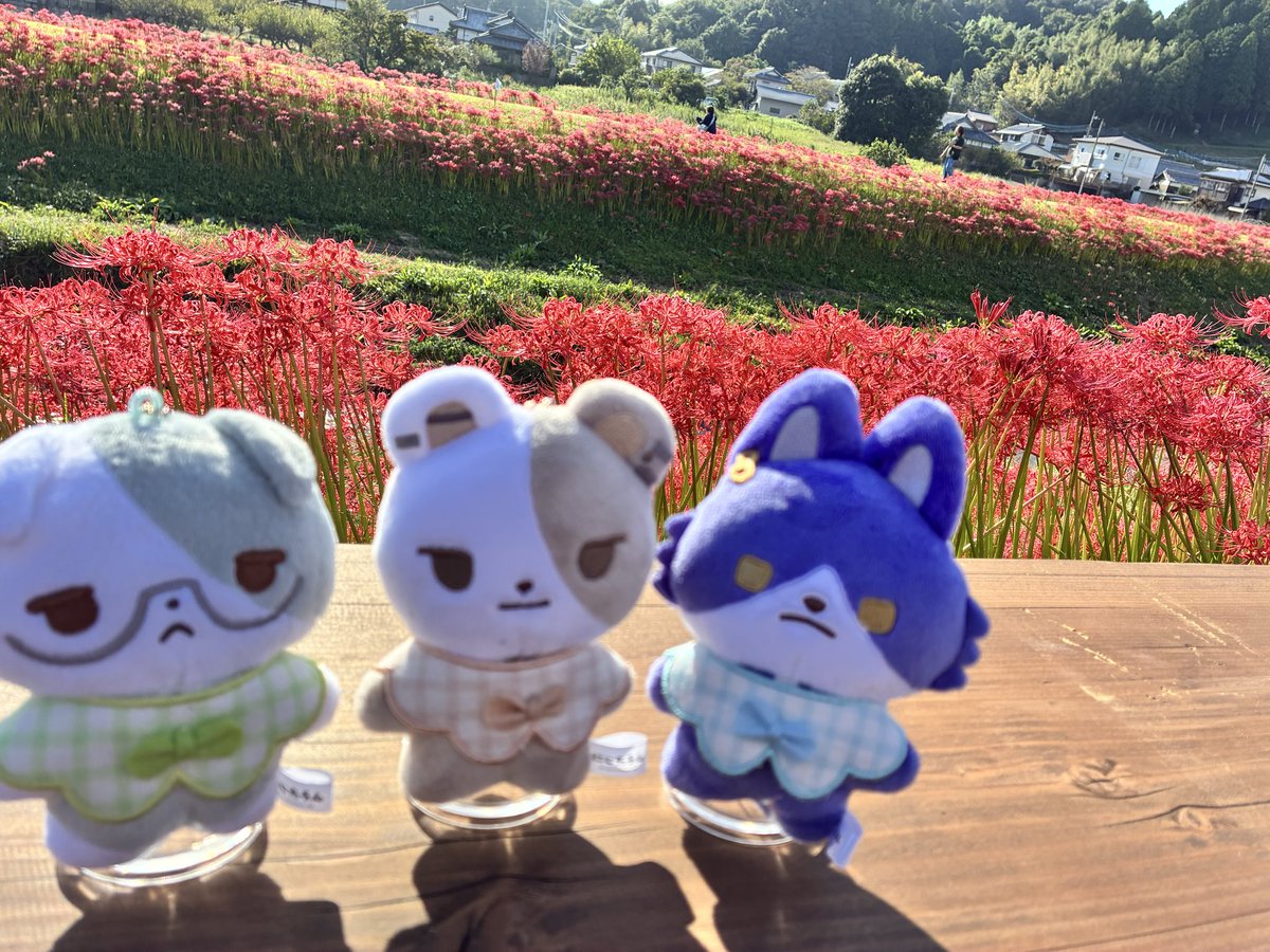 9ccHmof's tweet photo. 彼岸花 https://t.co/PDiSqyIqJT
