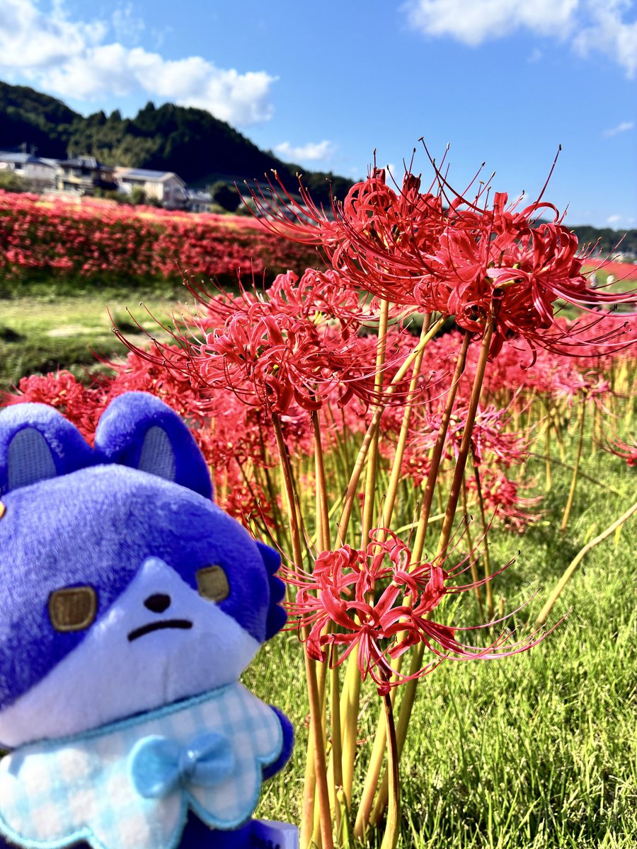 9ccHmof's tweet photo. 彼岸花 https://t.co/PDiSqyIqJT