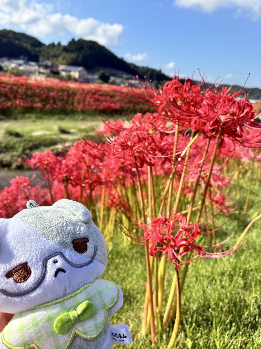 9ccHmof's tweet photo. 彼岸花 https://t.co/PDiSqyIqJT