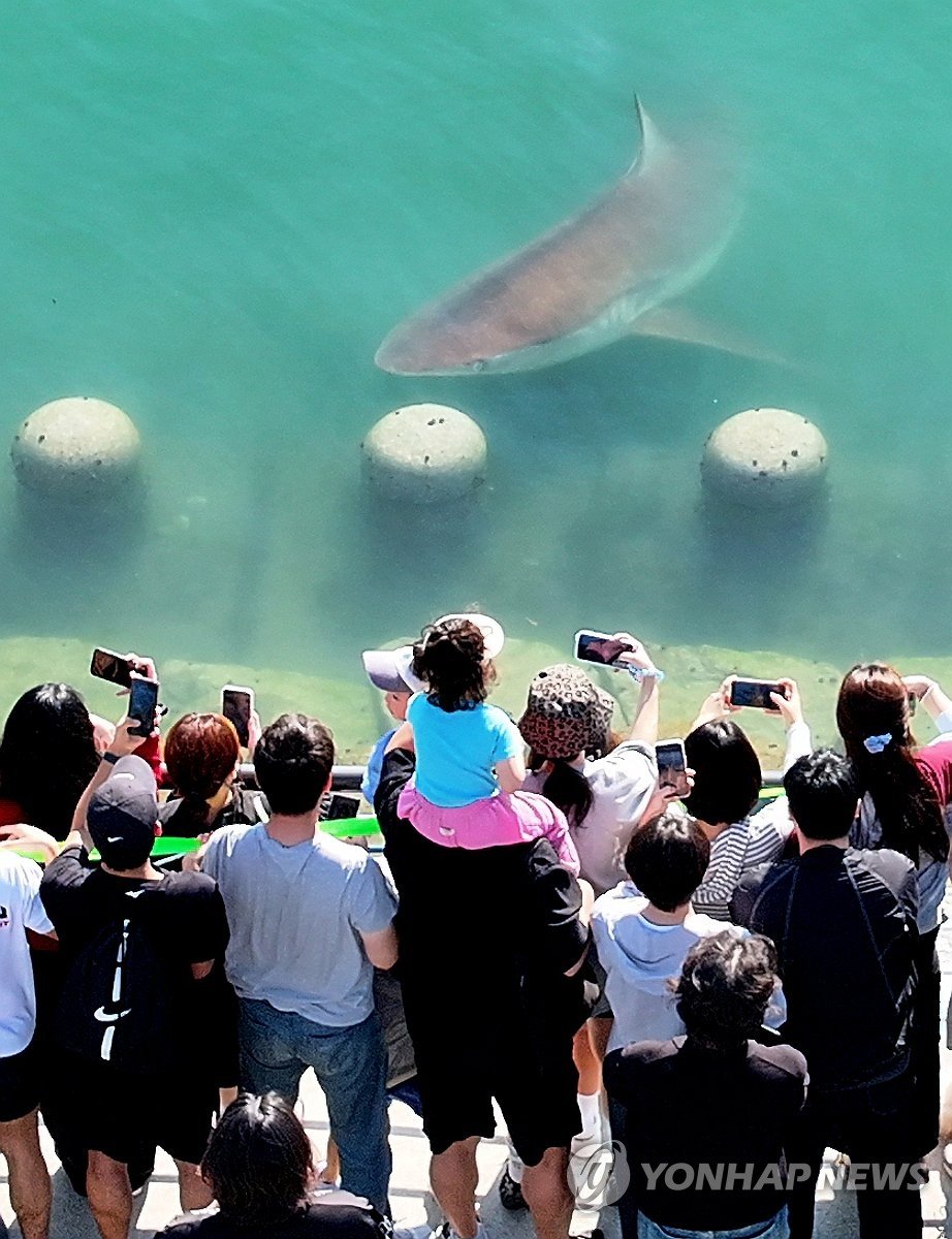 bujaeyo's tweet photo. 부캉이 started as a wild shark that unexpectedly entered the waterway at Busan North Port on September 18. Within days, it turned into a full-blown local phenomenon.

Since visitor counting began on September 19, 553,800 people had visited the North Port park by September 27. During the four-day Chuseok holiday alone, 468,000 people came, with crowds gathering just to catch a glimpse of 부캉이. 

People genuinely fell in love with it. Families traveled to the park, crowds waited in the rain, businesses started making 부캉이-themed content, and the shark became one of the biggest viral stories in Busan almost overnight. 

Now the story is entering its next chapter. 부산시 and related agencies are discussing how to safely guide or return 부캉이 to the open sea if it cannot leave the waterway by itself. 

And 부캉이 may live on even after it returns to the ocean. Busan Dong-gu has announced plans to create a shark character for tourism merchandise and promotion, with a public character-design/name contest planned for October. Reports differ on whether it could eventually become an official mascot, so for now it is safest to describe this as a 부캉이-inspired tourism character project, not yet an official North Port mascot. 

A random shark entered North Port. More than half a million people came to see it. The city is preparing to safely send it home — while turning the phenomenon it created into a lasting character for Busan. 부캉이 went from a visitor to a local icon in just days. 🦈💙