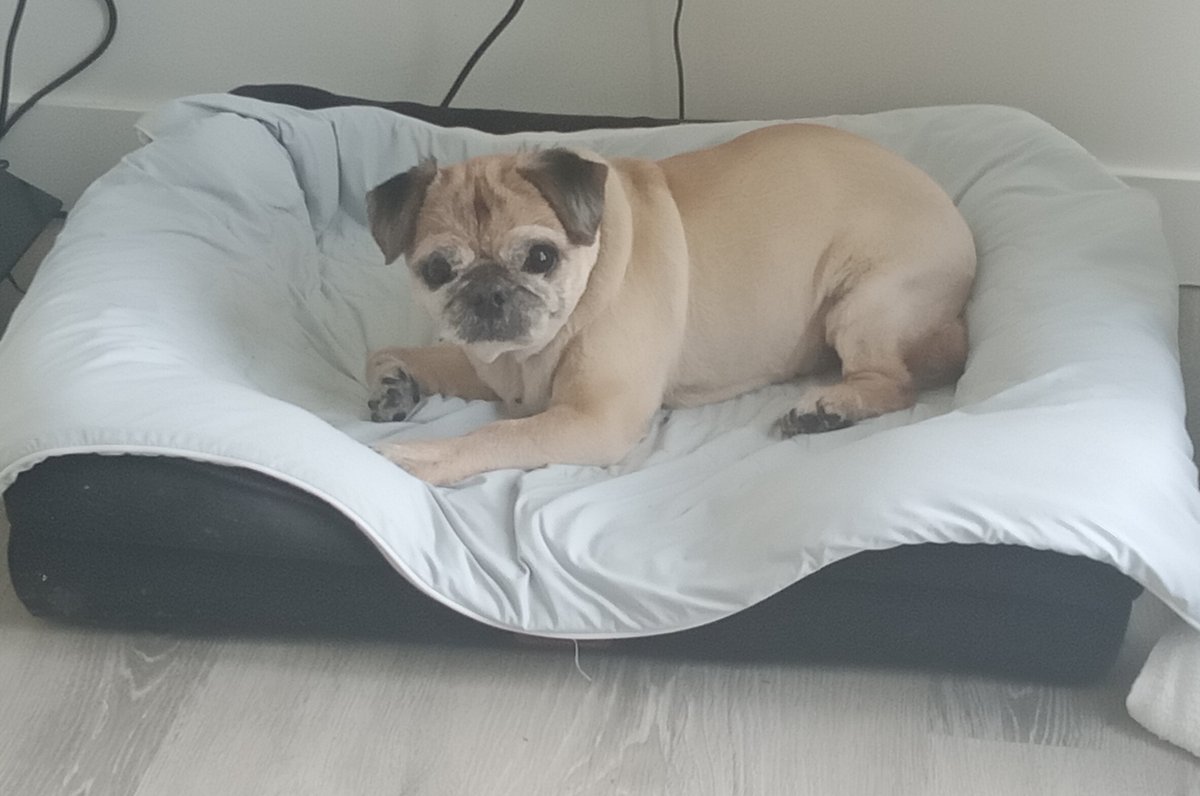 missChris222011's tweet photo. Walter &amp; mama here, this is our new account, we hope to reconnect with our friends. We are doing okay but we really miss Lincoln, who went over the rainbow bridge 2 weeks ago. Please share this post. #walterpugzu @paco5775 @mommasboymushu @PugnatiousG @WhidbeyGypsy https://t.co/bqfW0OVmQE