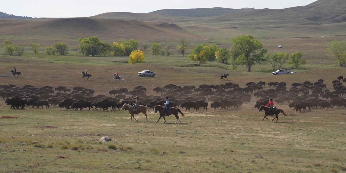 kotatweets's tweet photo. Custer State Park buffalo roundup draws crowds for 61st year https://t.co/qsBAnhnRWA
