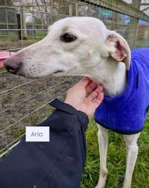 LurcherSOS's tweet photo. We are SO keen for gorgeous Aria to finally have her chance 🥺
We’ve been trying to find Aria her happy ever after, but for some reason she keeps being overlooked. 
Please share, share, share for Aria and let’s get this gorgeous girl noticed! 🌟🌟
⬇️
https://t.co/xfF1Fg6gxh https://t.co/ITGDUEMlag