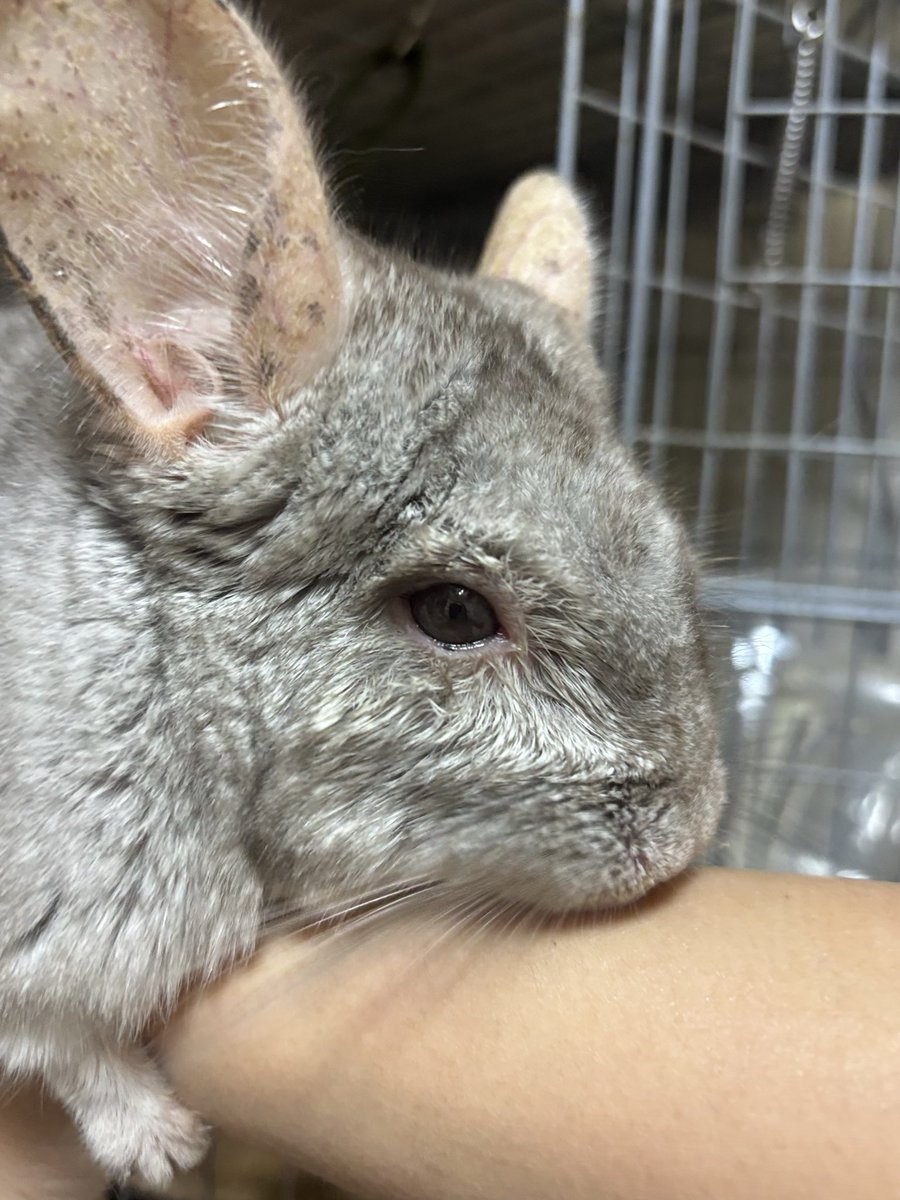 sisimaru0429's tweet photo. 10歳を迎えたししまるです🐭

食欲旺盛、元気いっぱいなのですが数日前から目ヤニが出るようになってしまい明日病院です😢

しっかり検査してきます( ߹꒳߹ )

←目ヤニの様子
→拭き取った後 https://t.co/cSMW1CUJmG