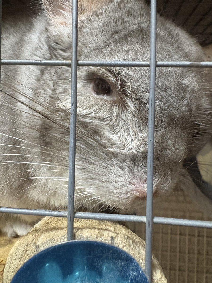 sisimaru0429's tweet photo. 10歳を迎えたししまるです🐭

食欲旺盛、元気いっぱいなのですが数日前から目ヤニが出るようになってしまい明日病院です😢

しっかり検査してきます( ߹꒳߹ )

←目ヤニの様子
→拭き取った後 https://t.co/cSMW1CUJmG