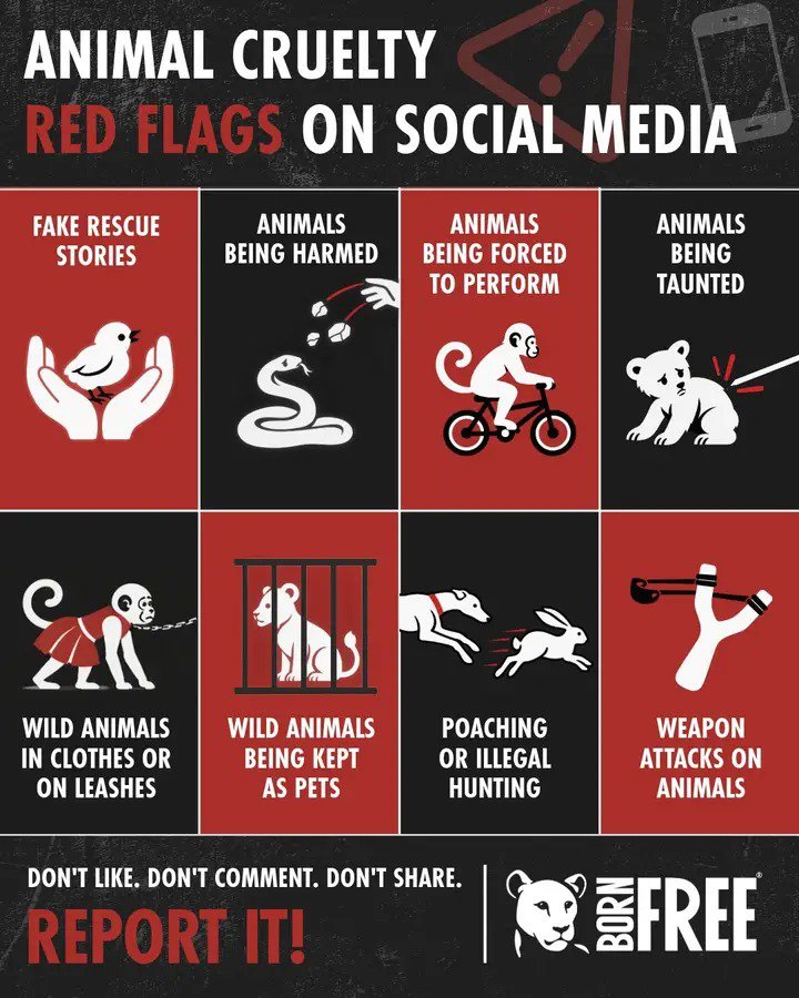 StageforKids's tweet photo. Do not even comment; it equals engagement. We don't want these videos to get engagement.
If unsure whether a video is a fake rescue, look at the account name. If it's suspicious, report.
1. Do not like
2. Do not share
3. Do not comment 
4. REPORT
Save &amp; protect animals &amp; wildlife https://t.co/MPwyvcDga9