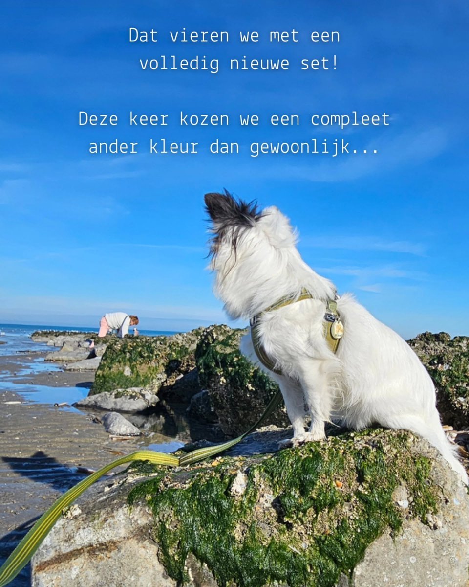addisonscotty5i's tweet photo. Curious to see who can guess which color we went for this time 🤭

😍 We chose something completely different this time! @dogcopenhagen | AD | Ambassador https://t.co/9BFQLhX8yB