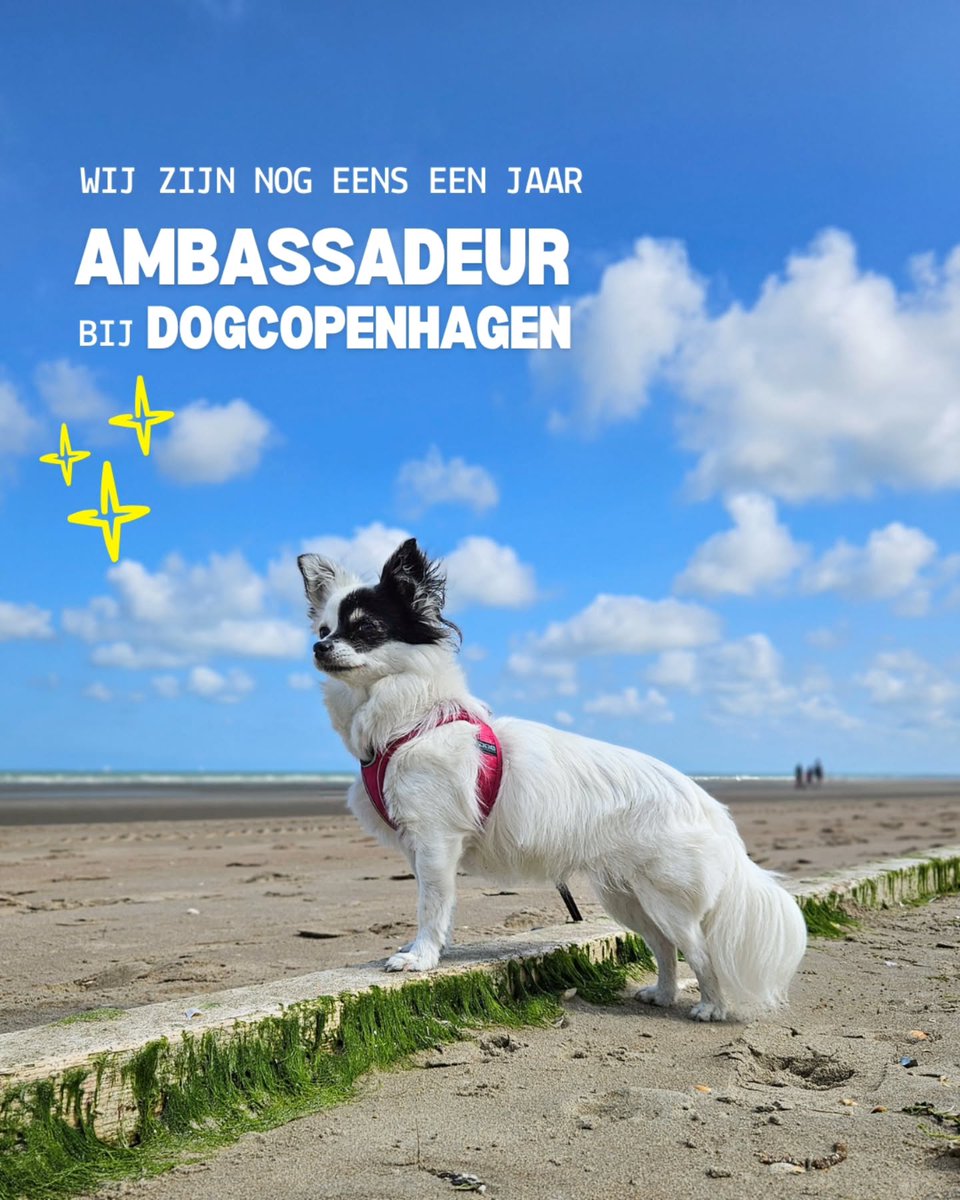 addisonscotty5i's tweet photo. Curious to see who can guess which color we went for this time 🤭

😍 We chose something completely different this time! @dogcopenhagen | AD | Ambassador https://t.co/9BFQLhX8yB