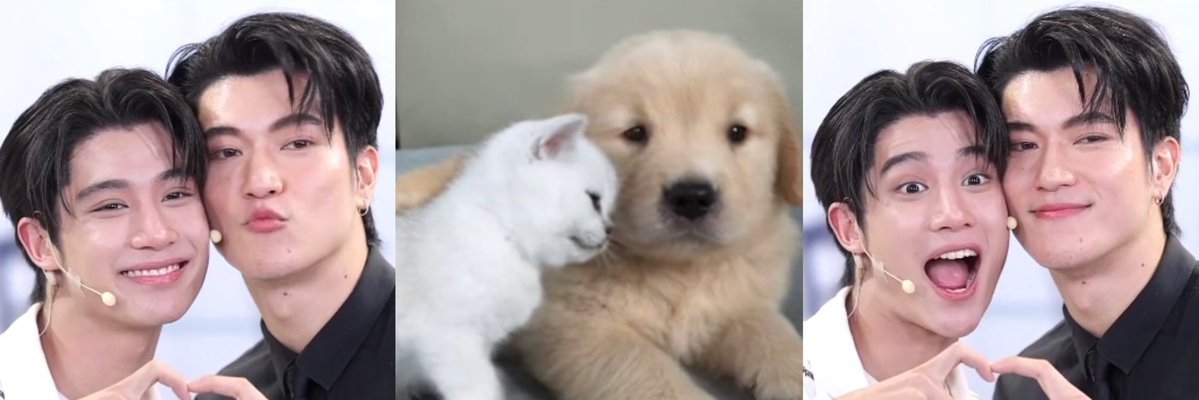 acup0fbambi's tweet photo. 🐶♡🐱 https://t.co/16J5Q3eRft