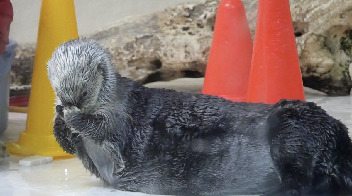 eg_cca's tweet photo. どこから見てもかわいいきらきらキラちゃん🌟

#鳥羽水族館
#キラ https://t.co/mLs5MkERmG