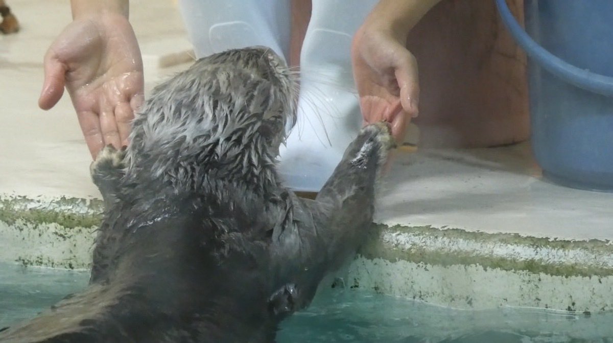 eg_cca's tweet photo. どこから見てもかわいいきらきらキラちゃん🌟

#鳥羽水族館
#キラ https://t.co/mLs5MkERmG