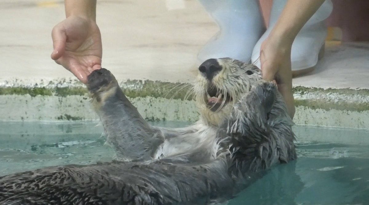 eg_cca's tweet photo. どこから見てもかわいいきらきらキラちゃん🌟

#鳥羽水族館
#キラ https://t.co/mLs5MkERmG