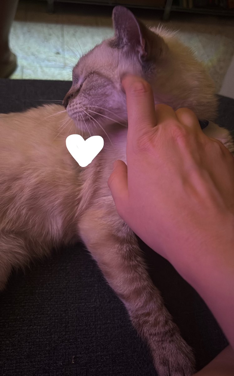 ayenbakery's tweet photo. fur baby photo <3 https://t.co/iMJ018rsu6