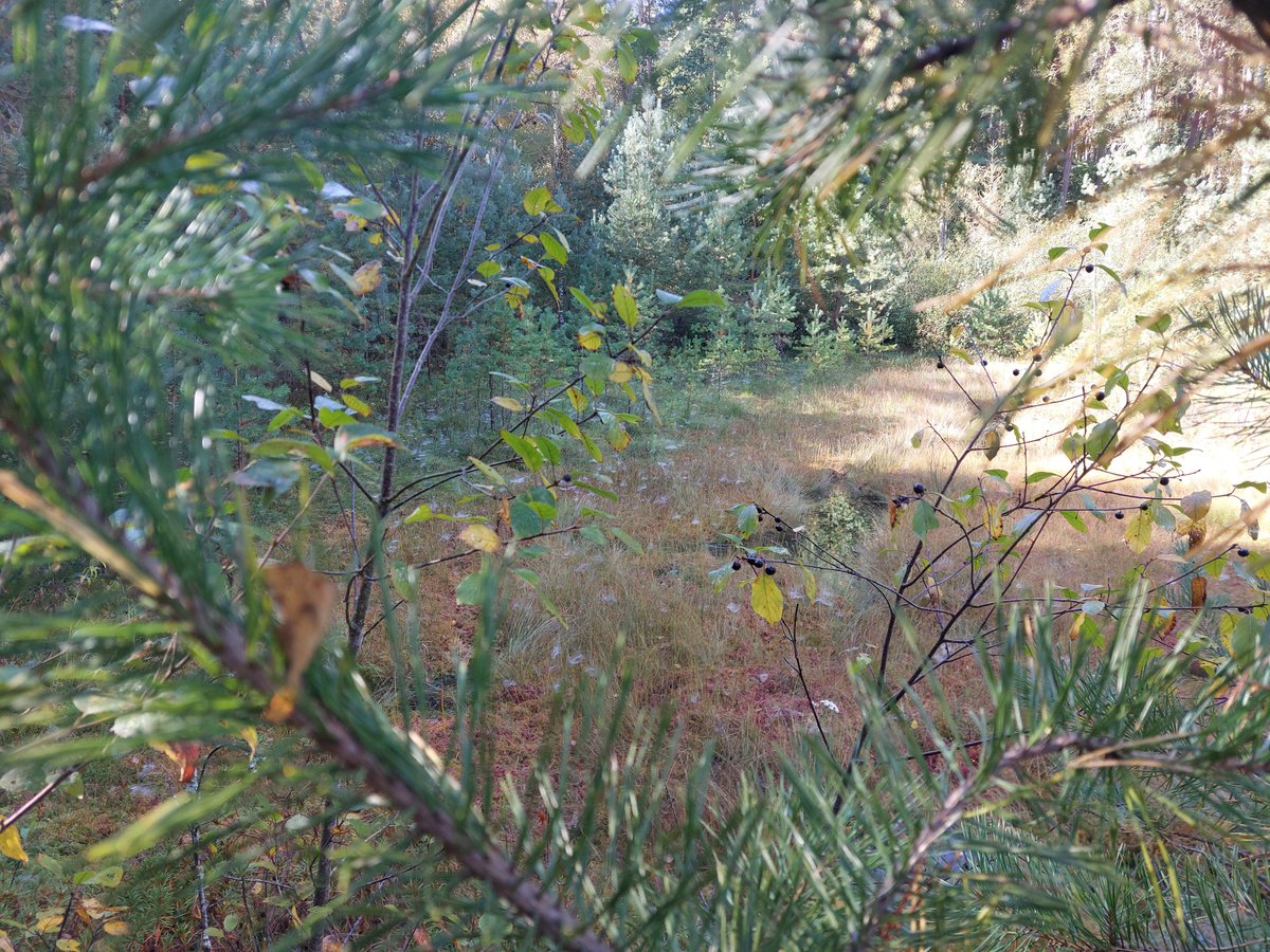 AweukKot's tweet photo. Morning walk :3 https://t.co/9tTpwP24Bo