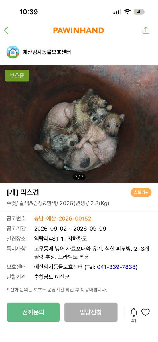 findmypaw's tweet photo. 고무통에 넣어 유기된 어린 강아지들
현재 다 입양완료고 이 아이 한 마리만 남았다고 해요
브라벡토 복용했고, 약욕 시켜주면서 집생활하면 올해안에 털 다 복구돼요
사지말고 입양하세요

충남 예산보호소
041-339-7838 https://t.co/59FY565r0I