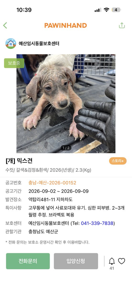 findmypaw's tweet photo. 고무통에 넣어 유기된 어린 강아지들
현재 다 입양완료고 이 아이 한 마리만 남았다고 해요
브라벡토 복용했고, 약욕 시켜주면서 집생활하면 올해안에 털 다 복구돼요
사지말고 입양하세요

충남 예산보호소
041-339-7838 https://t.co/59FY565r0I