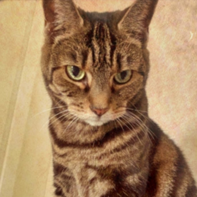 AthenaWiseKitty's tweet photo. Intense gaze #sundayselfie 😻 https://t.co/v2aKH8qA1p https://t.co/X1NgQqv3tP
