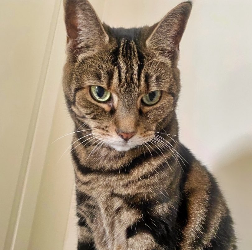 AthenaWiseKitty's tweet photo. Intense gaze #sundayselfie 😻 https://t.co/v2aKH8qA1p https://t.co/X1NgQqv3tP