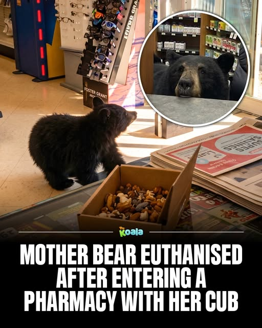 tiger26931's tweet photo. Why kill the mom, could have put it to sleep and relocate them out into the wild.

The bear had entered the pharmacy with her cub before leaving the building. Conservation officers later determined that the mother bear had to be euthanized, leaving her cub without its mother. https://t.co/4FxUM1gjNt