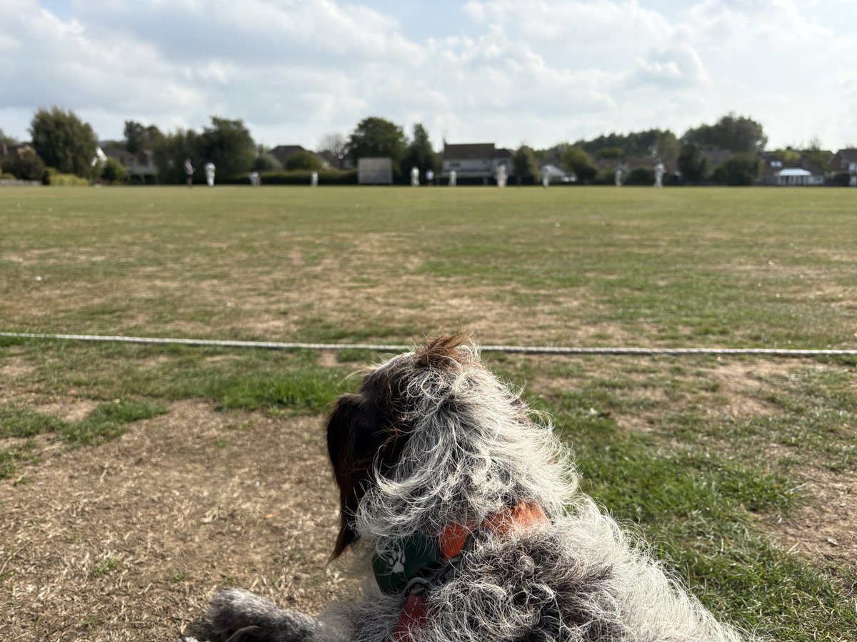 HayhurstBoo's tweet photo. Village cricket is the best. Sunday well spent.  #village #cricket #sunday #love #dog https://t.co/O4uVe9Dhl6
