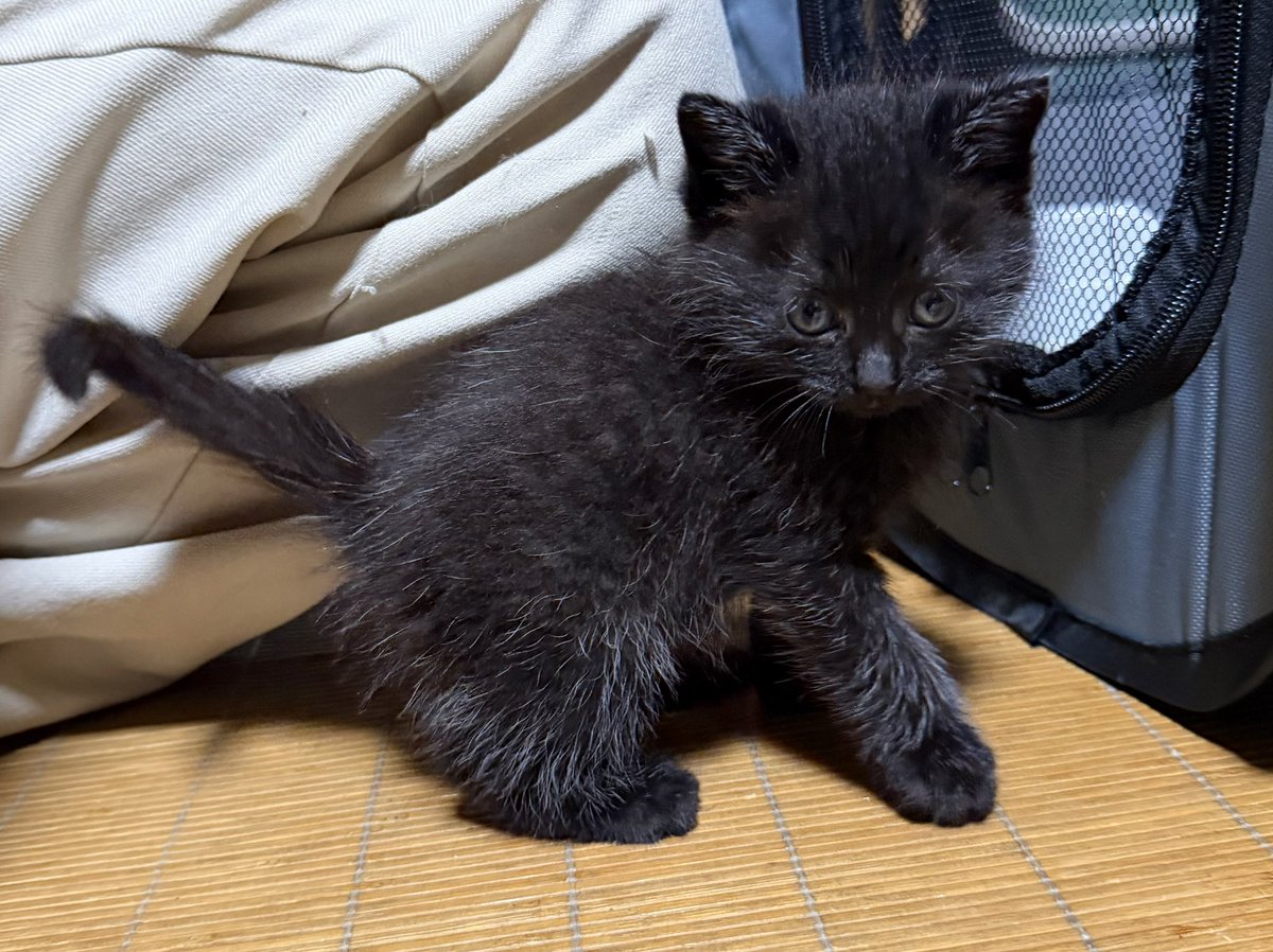 timicyo's tweet photo. モップと呼ばれるバブちゃん https://t.co/khVgWaHp0m