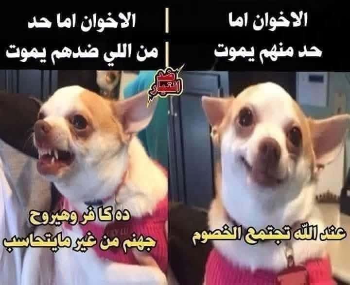 Sayed450813431's tweet photo. @ilgazzar_12345 https://t.co/y5PdCnMd2l