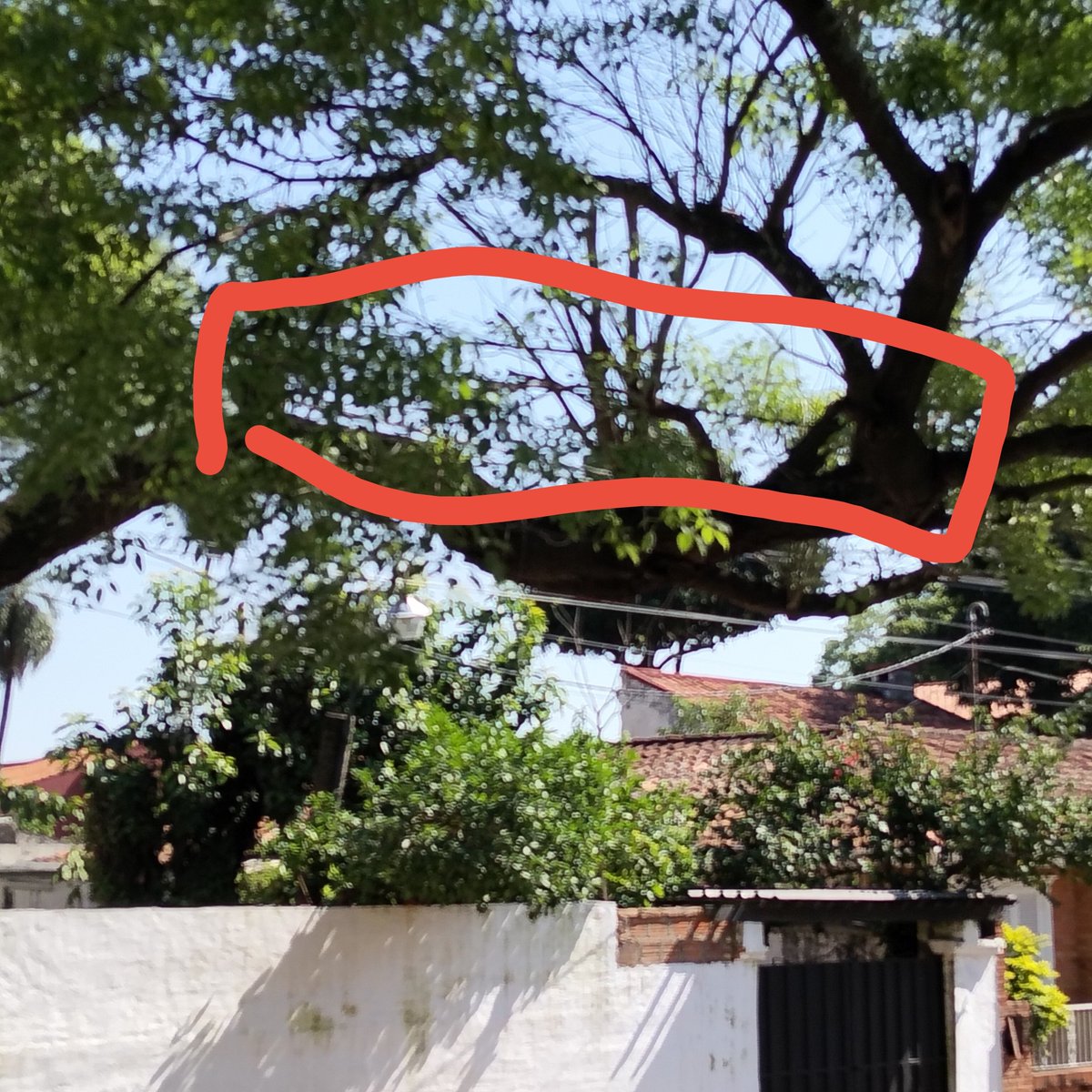 deisysonia1's tweet photo. @ANDEOficial precisamos q se haga la poda de esta rama xq el cable ya creció alrededor de la misma. Dir Dr. Carlos Centurión entre Prof. Alfonso Campos y Guarambaré https://t.co/d6XchPT4Bx
