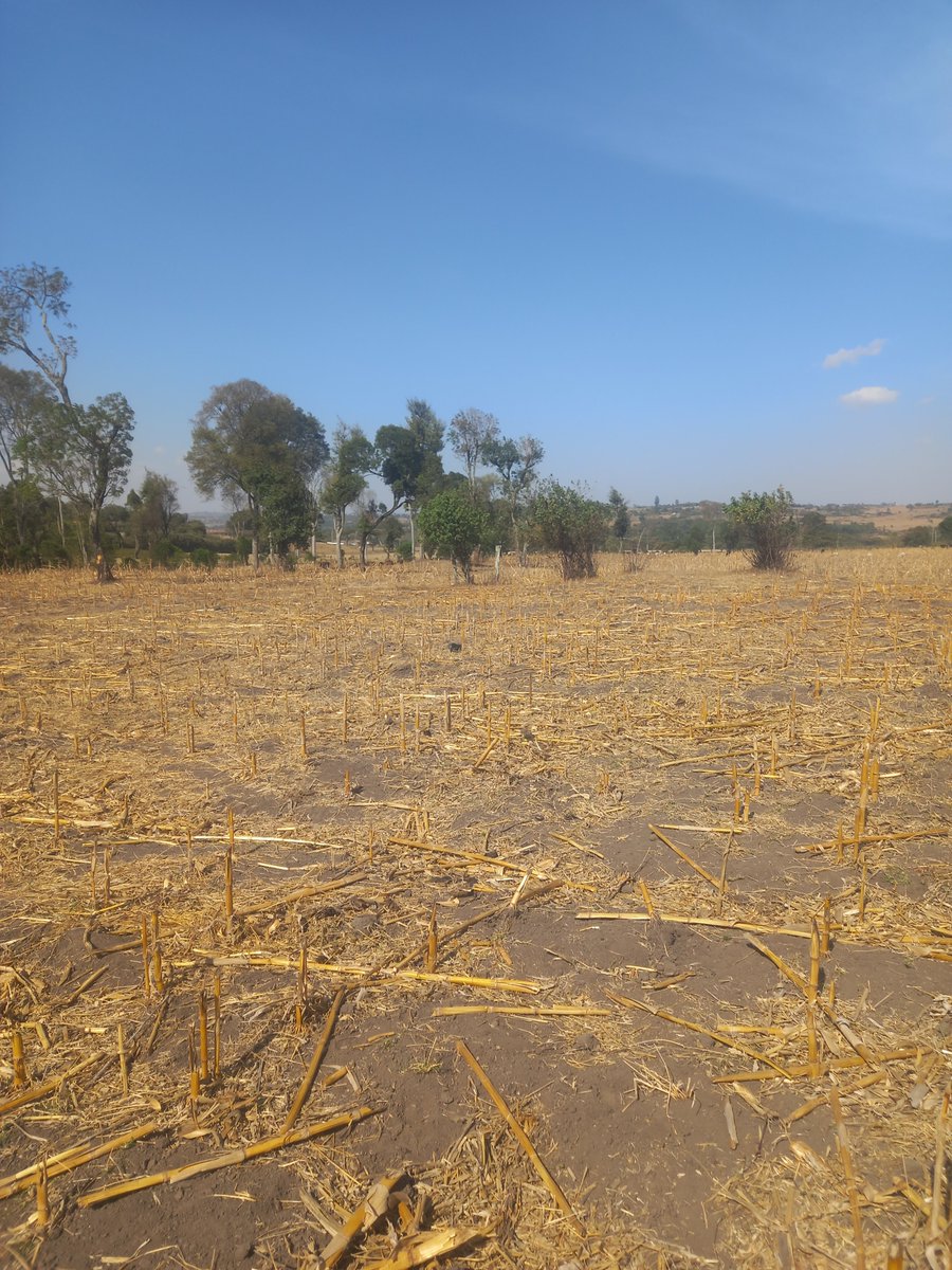 ASuruni's tweet photo. Kenya Met . Wako na wiki moja ☝️sasa watuambie hiyo Elnino waliona wapi....., we can't  be dealing with quacks in every field.... https://t.co/YRfVxl1vhy